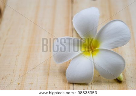 Single White Plumeria On Wood Floors.