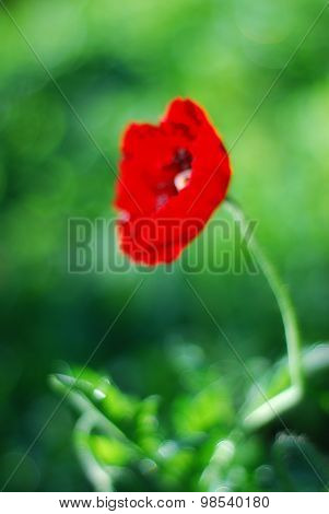 Blurred Red Poppy Flowers On Green Bokeh Background