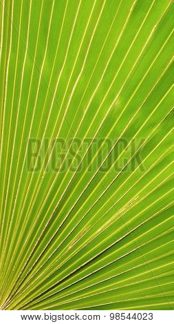 Huge Green Leaf Background