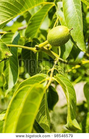 Fruit Walnut