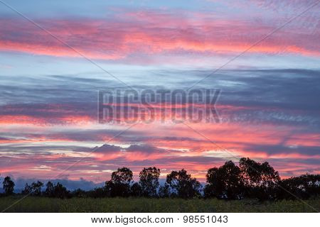 Pink and Blue Sunset with Tree Silhouettes. Shoreline Lake and Park, Mountain View, California, USA.