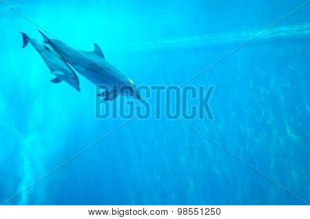 Mother And Child Dolphin Swimming In An Aquarium Pool