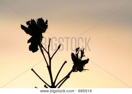 Sylwetka Wildflower