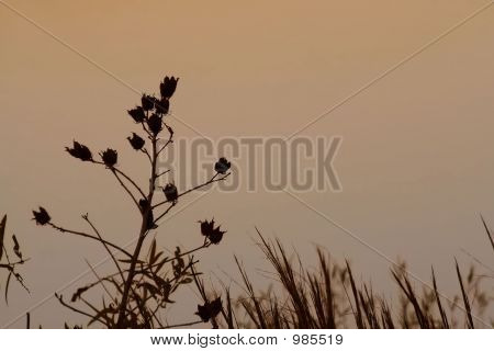 Sylwetka Wildflower martwe