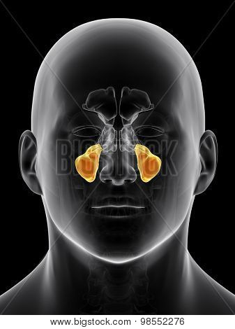medically accurate illustration of the maxillary sinus