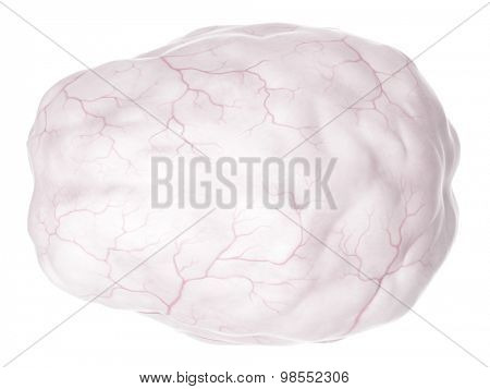 medically accurate illustration of the dura mater