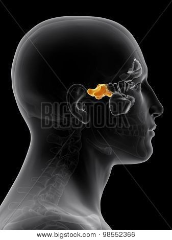 medically accurate illustration of the sphenoid sinus