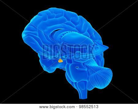 medically accurate illustration of the pituitary gland