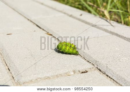 Caterpillar On The Paving Stones