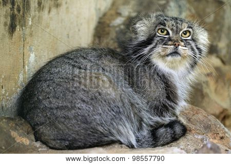Pallas's cat (Otocolobus manul), also known as the manul. Wild life animal. 