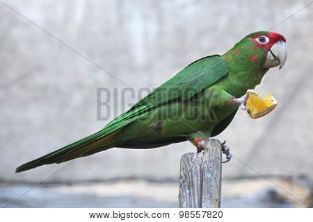 Mitred parakeet (Psittacara mitrata) eats a piece of orange. Wild life animal. 
