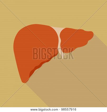human liver