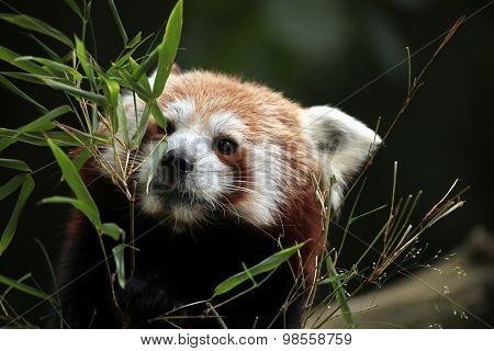 Red panda (Ailurus fulgens). Wild life animal. 