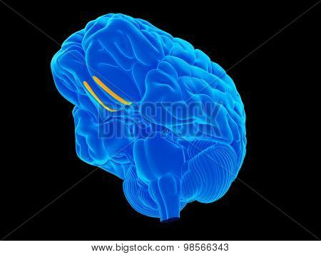 medically accurate illustration of the olfactory bulbs