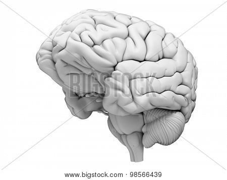 medically accurate illustration of the human brain