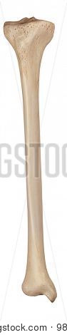 medically accurate illustration of the tibia