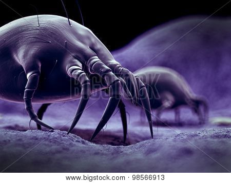 scientific illustration of a common dust mite