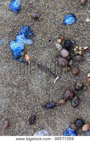 Portuguese Man O' War Washed Up On Beach
