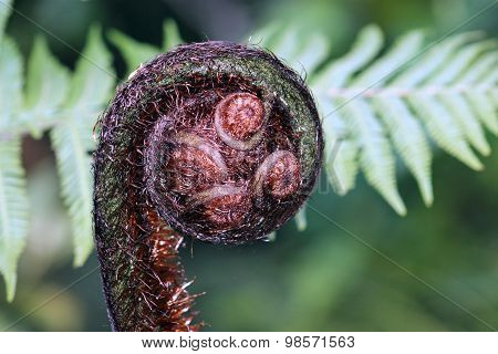 Fern Frond Koru