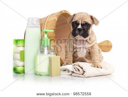 French bulldog puppy in wooden wash basin
