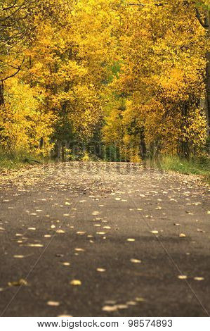 Fall Season Back Road