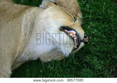 Lioness