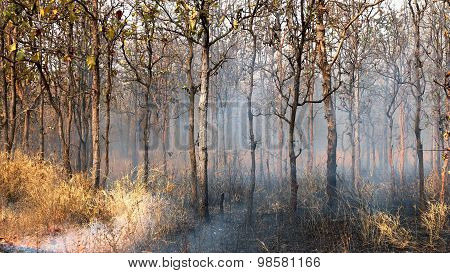 Forest Fires