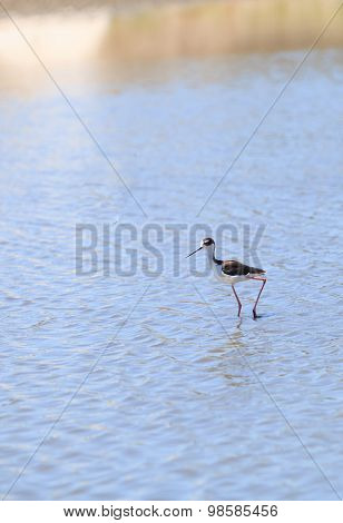 Black-necked stilt bird