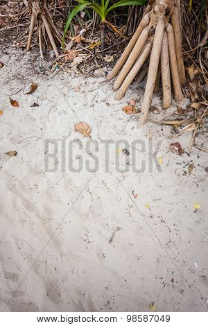 Screwpine Roots In The Sand