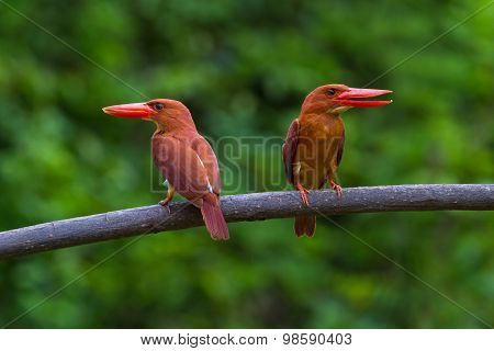 Ruddy Kingfisher