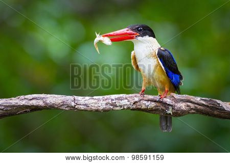 Black-capped Kingfisher