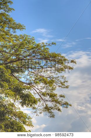 Beautiful Tree And Clouds Made By Hdr Technic