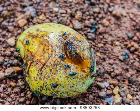 Fly Mangoes Rot