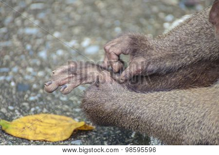 Monkey