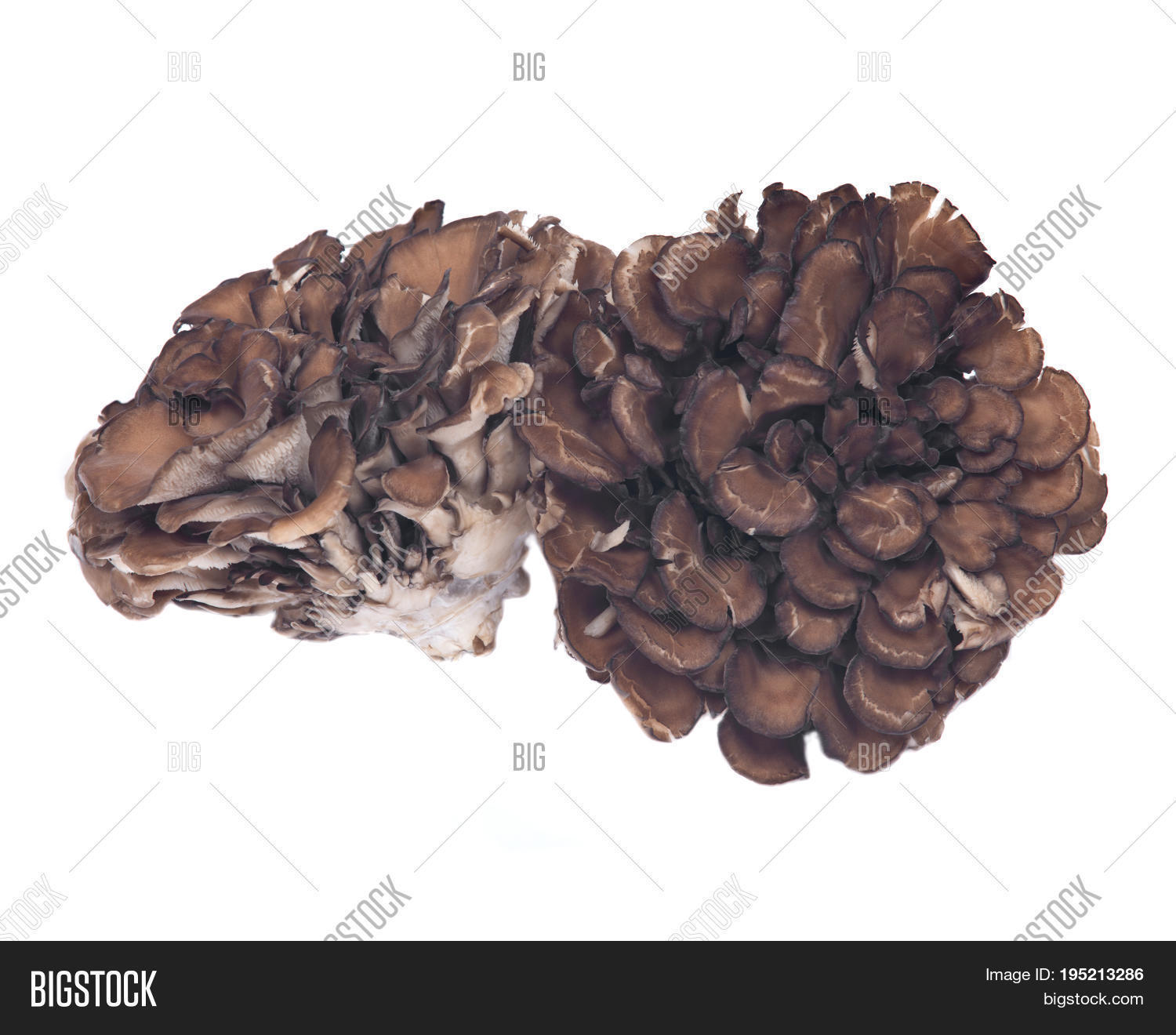 Organic Maitake Immune Image & Photo (Free Trial) Bigstock