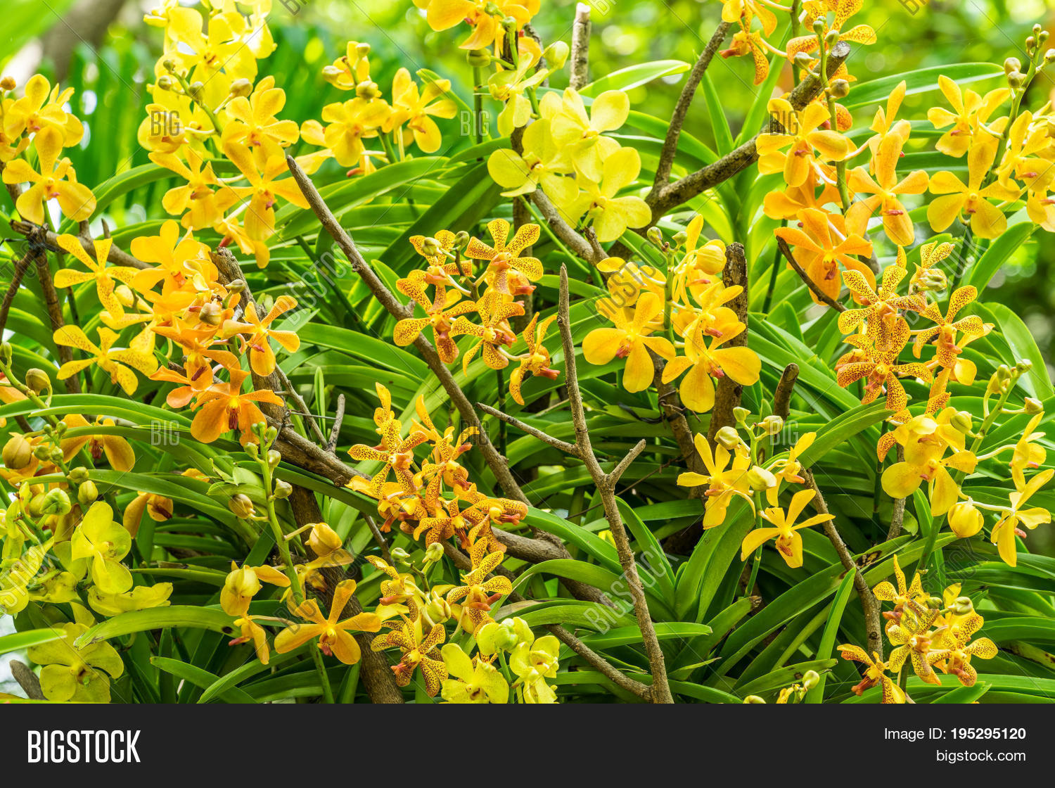 Yellow Orchid Flower Image & Photo (Free Trial) Bigstock