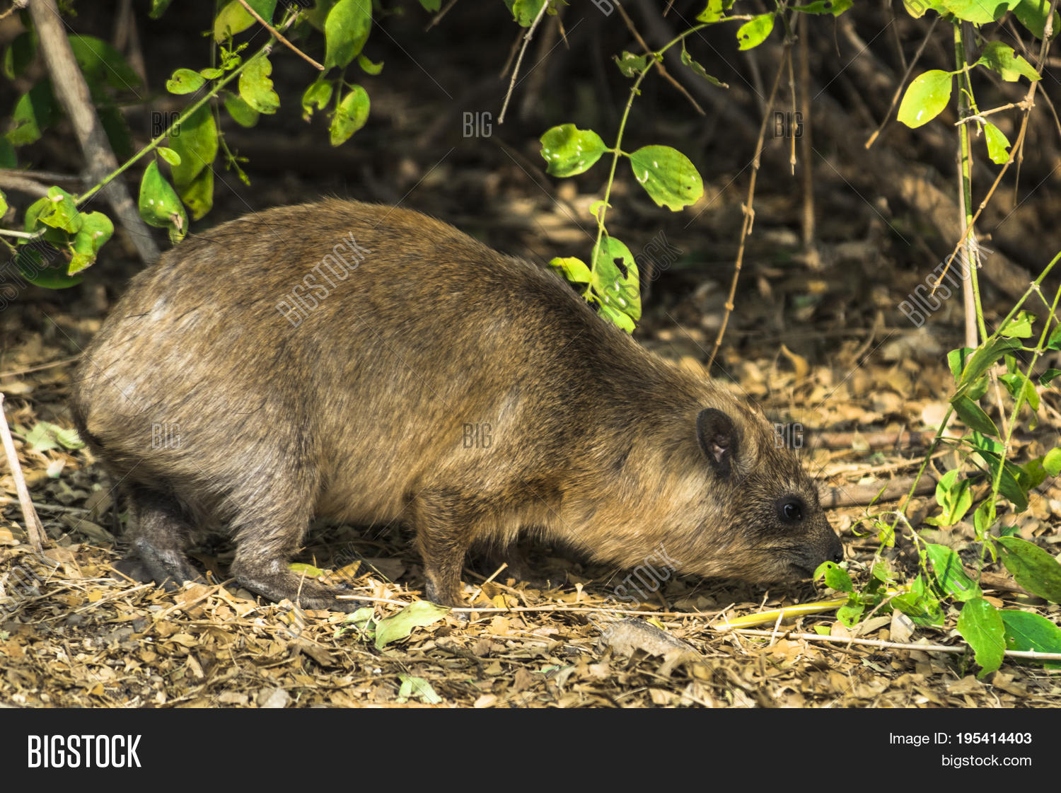 Cape Daman - Small Image & Photo (Free Trial) | Bigstock