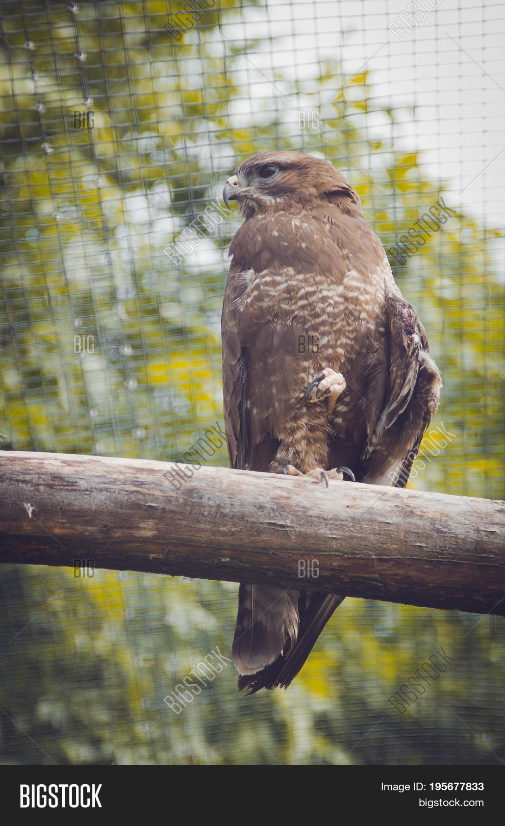 Female Buzzard Looks Image & Photo (Free Trial) Bigstock