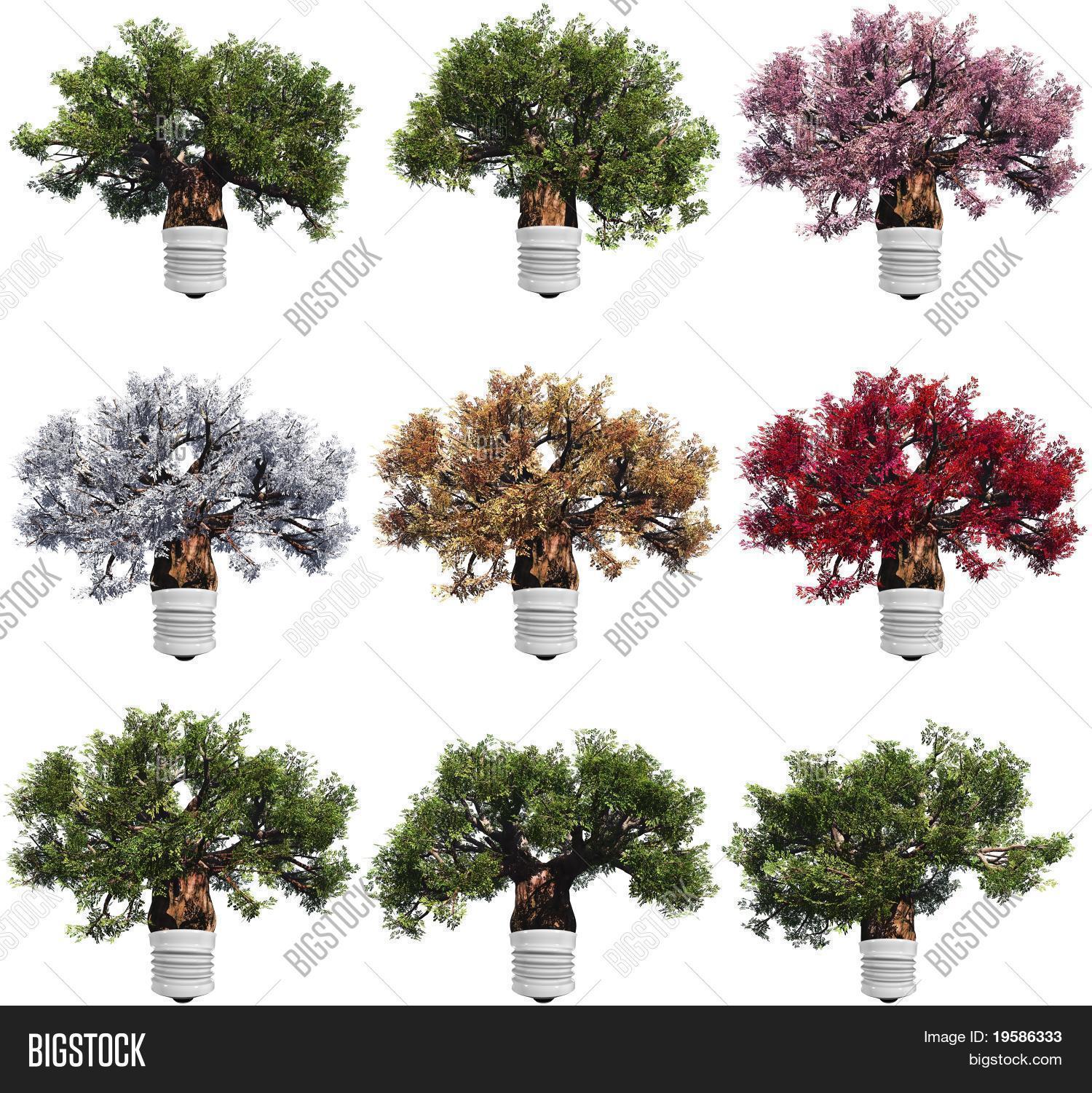 High Resolution Baobab Image & Photo (Free Trial) Bigstock