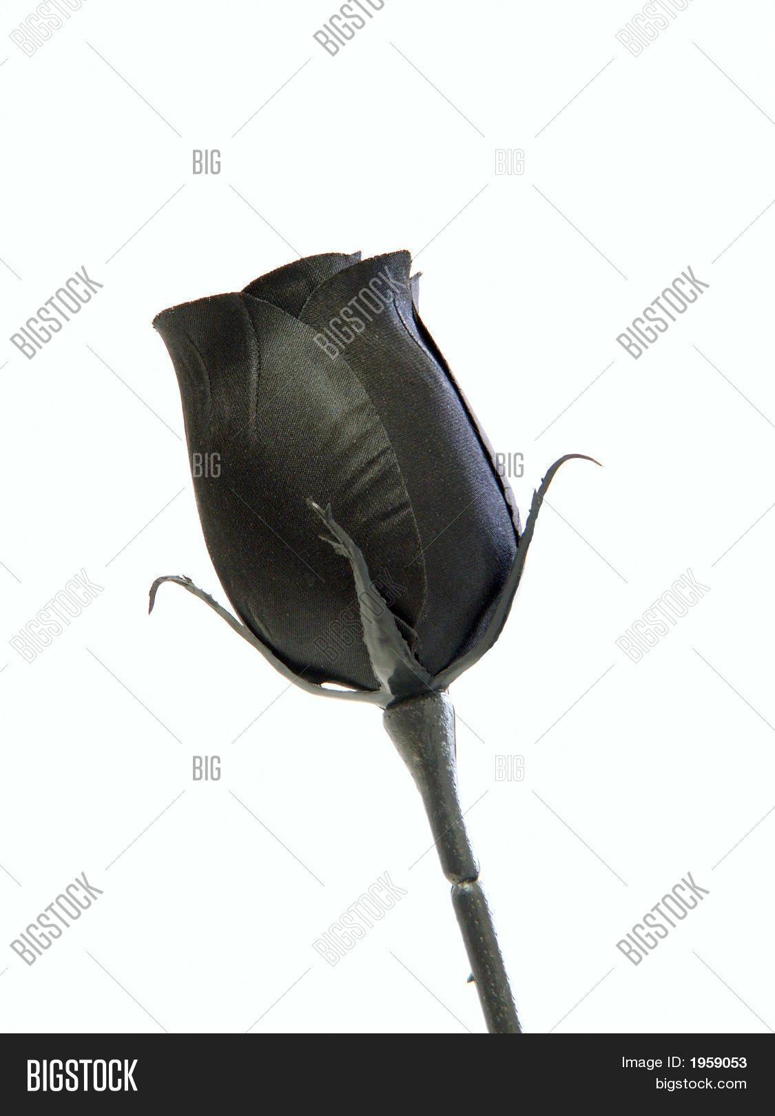 Fake Black Rose Image & Photo (Free Trial) Bigstock