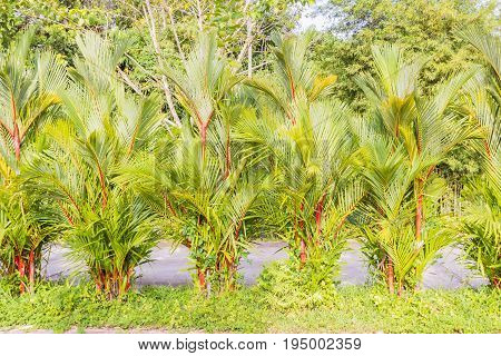 Beautiful clumping lipstick palm or Cyrtostachys renda can be used as boundary wall or any landscape fence