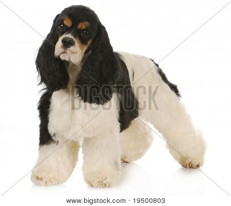 adorável tricolor cocker spaniel permanente sobre fundo branco - 2 anos de idade