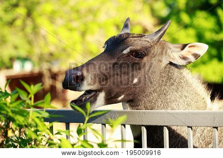 The portrait antelope nilgai or blue bull