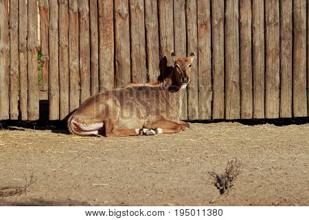 Nilgai or blue bull lies near a wooden fence