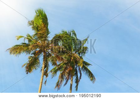 Two palm trees against the blue sky are illuminated by the sun. Thoughts on vacation