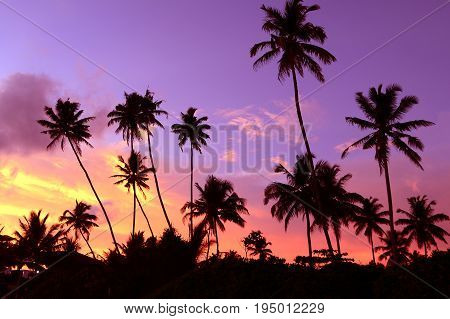 Dusk in the tropics with silhouettes of palm against the sky