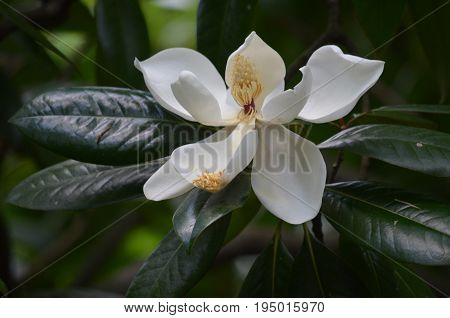 White magnolia with green glossy leaves yellow center