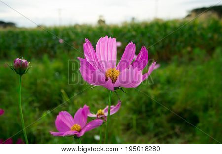 Colorful cosmos flowers with warm light in the morning.