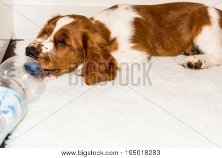English Springer Spaniel puppy playing with a plastic bottle