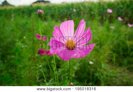 Colorful cosmos flowers with warm light in the morning.